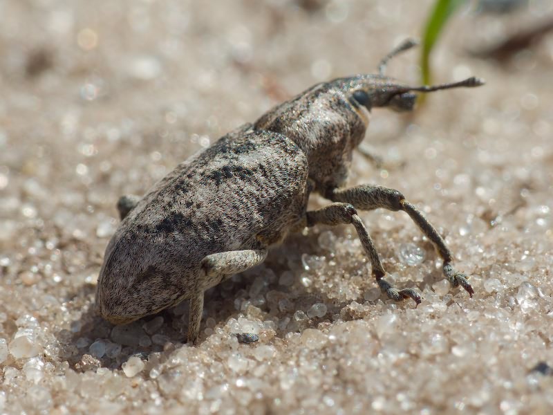 Cleonis pigra (Scopoli, 1763)